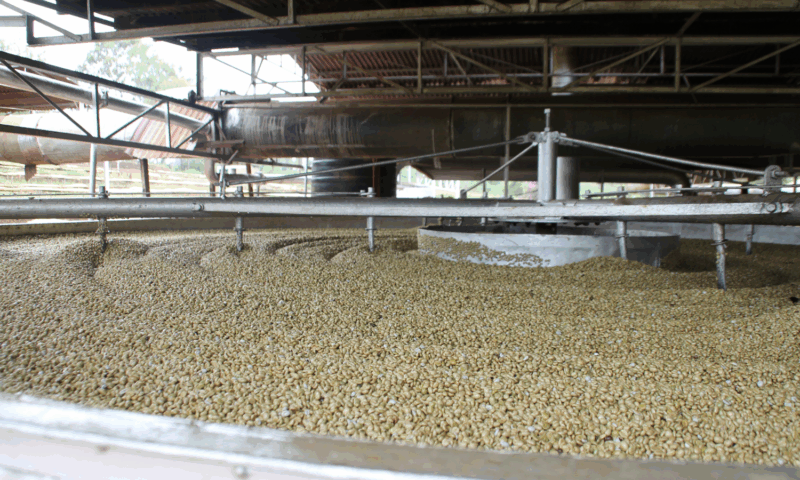 Coffee Processing Methods: How They Shape Flavor