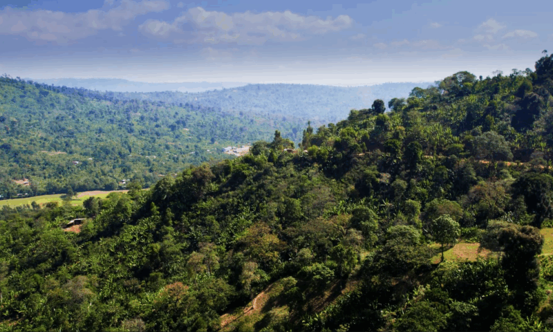 Single Origin Highlight: Our Ethiopian Partners from Kochere, Yirgacheffe